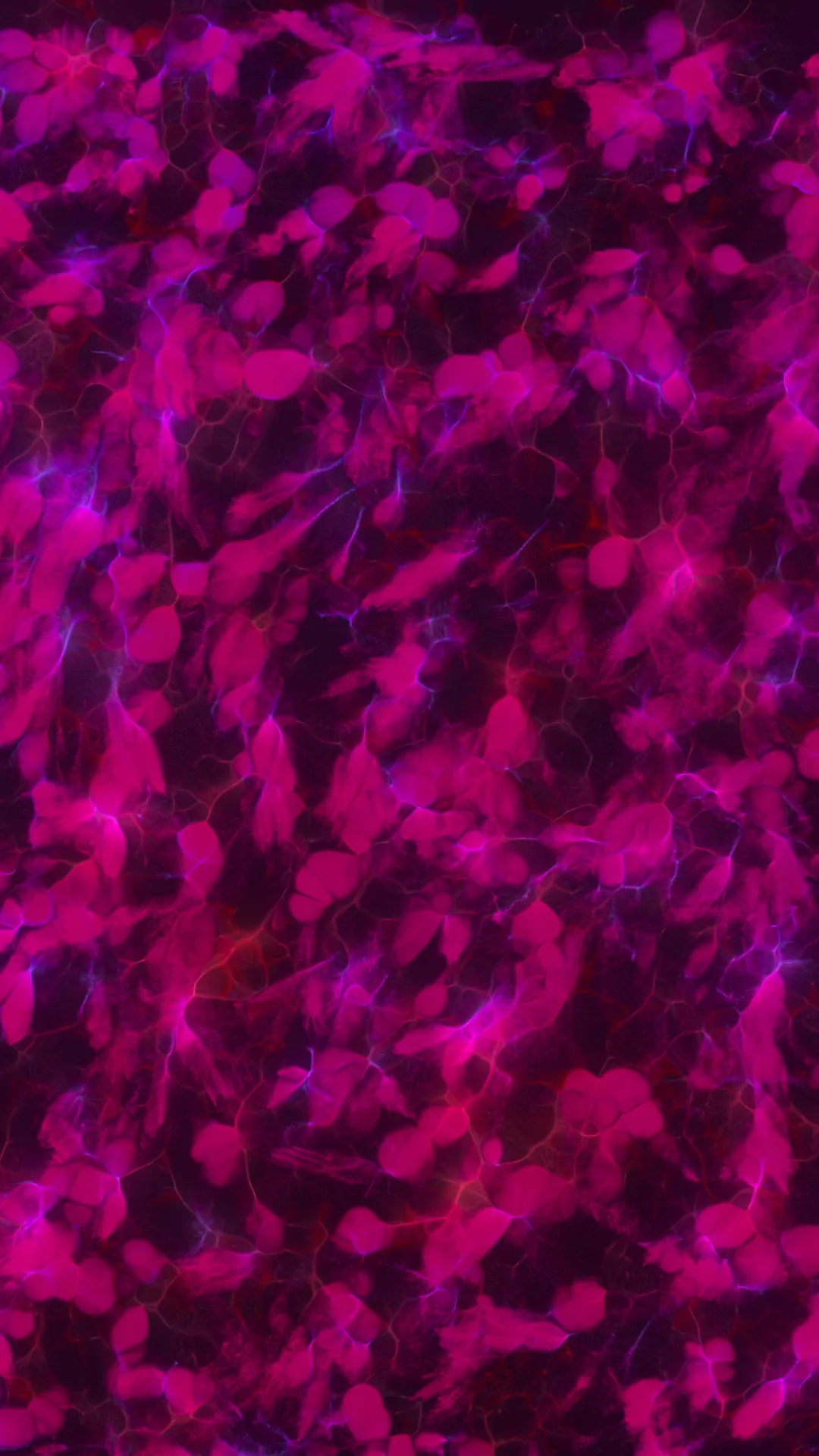 myceliumaudio