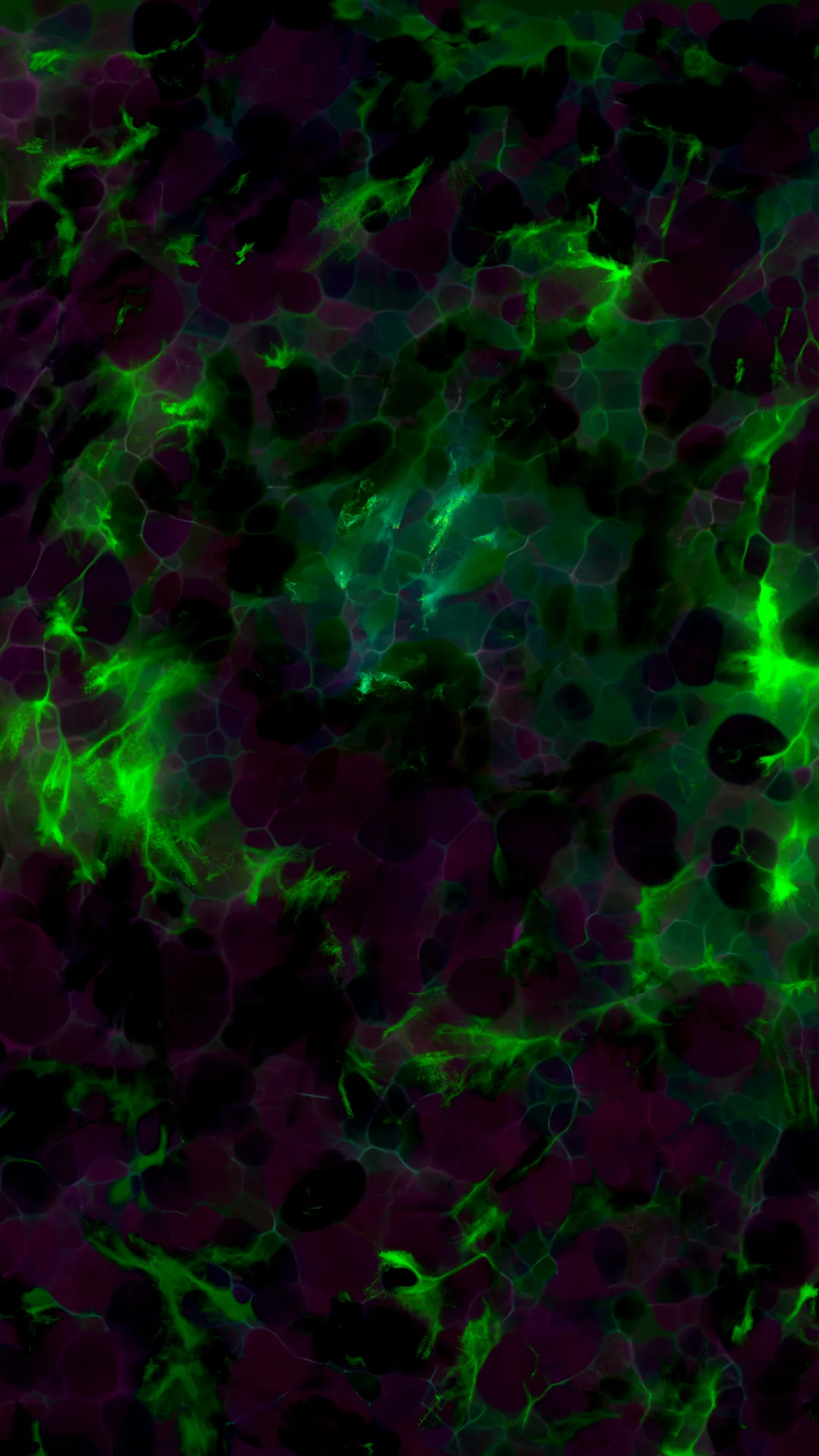 myceliumaudio