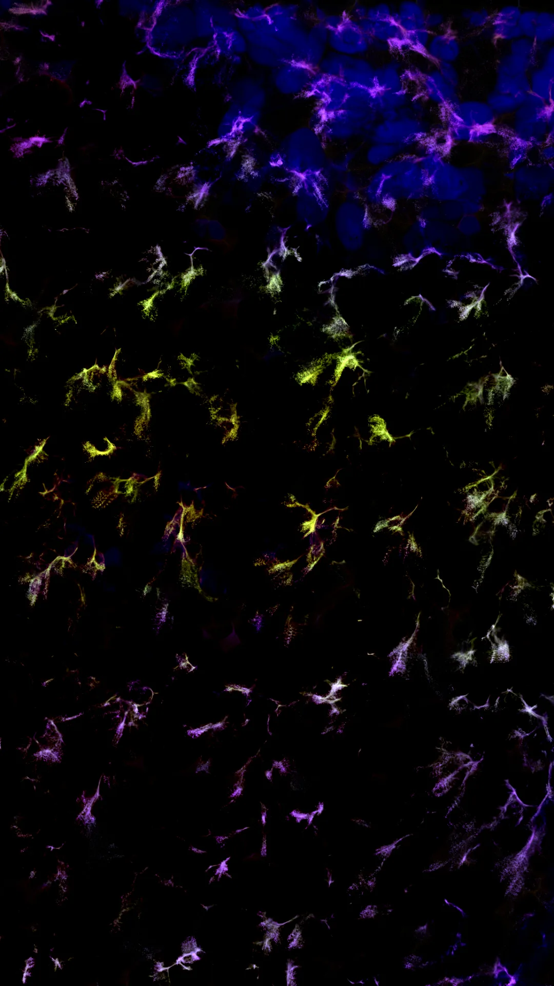 myceliumaudio