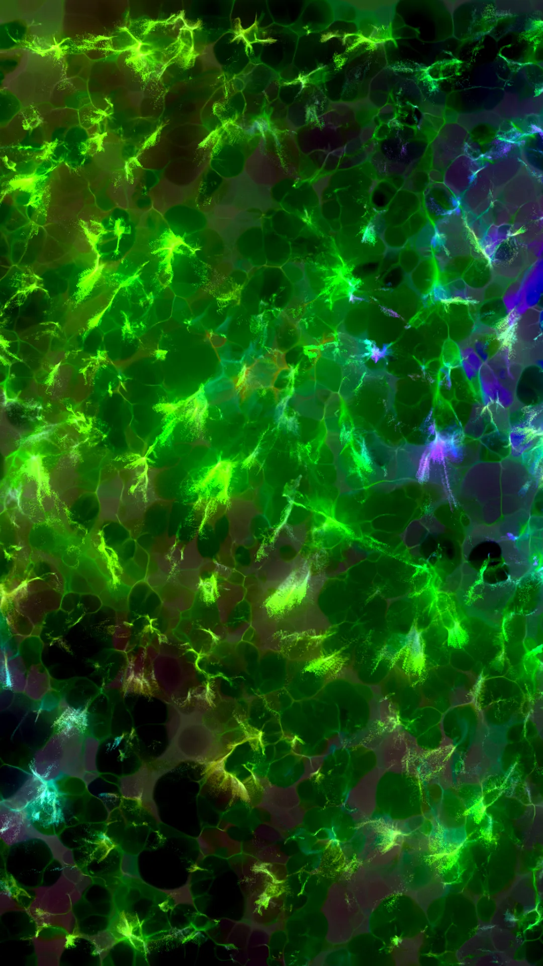 myceliumaudio